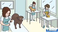 Pets - Pet Grooming